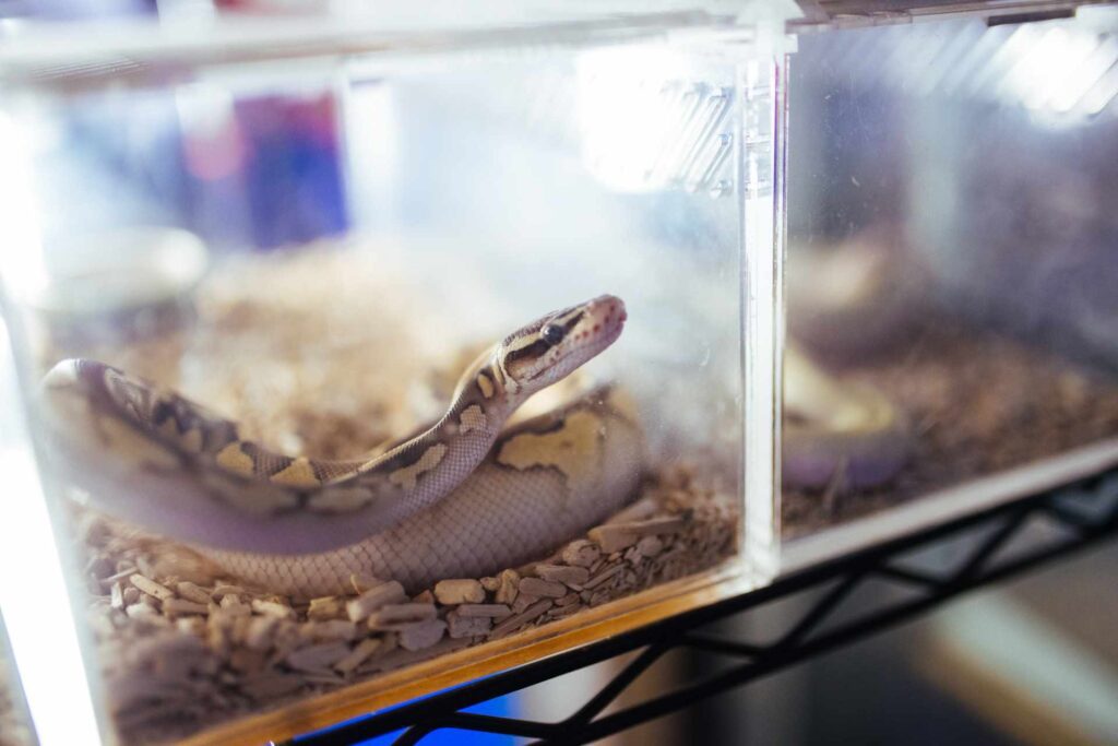 Reptiles and snakes on show at the Pet Zone