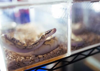 Reptiles and snakes on show at the Pet Zone