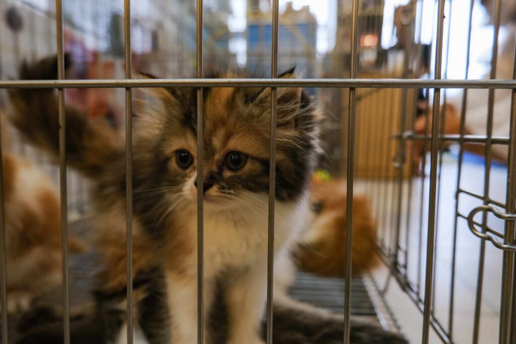Kittens and Puppies at the Pet Zone