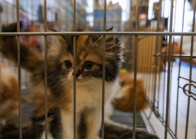 Kittens and Puppies at the Pet Zone