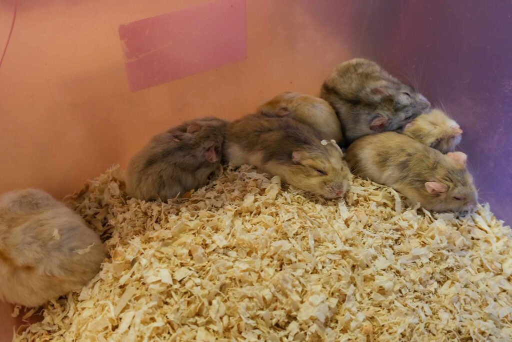 Gerbils and Hamsters at the Pet Zone