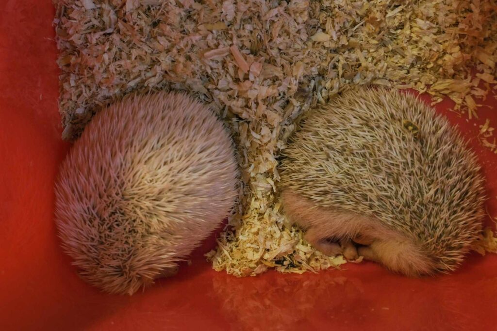 Cute Hedgehogs at the Pet Zone