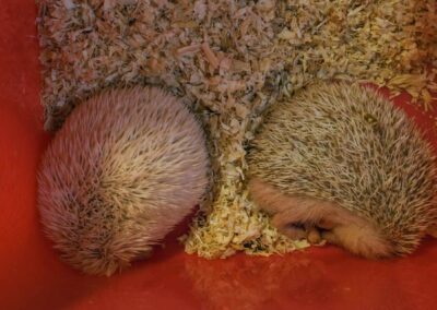 Cute Hedgehogs at the Pet Zone