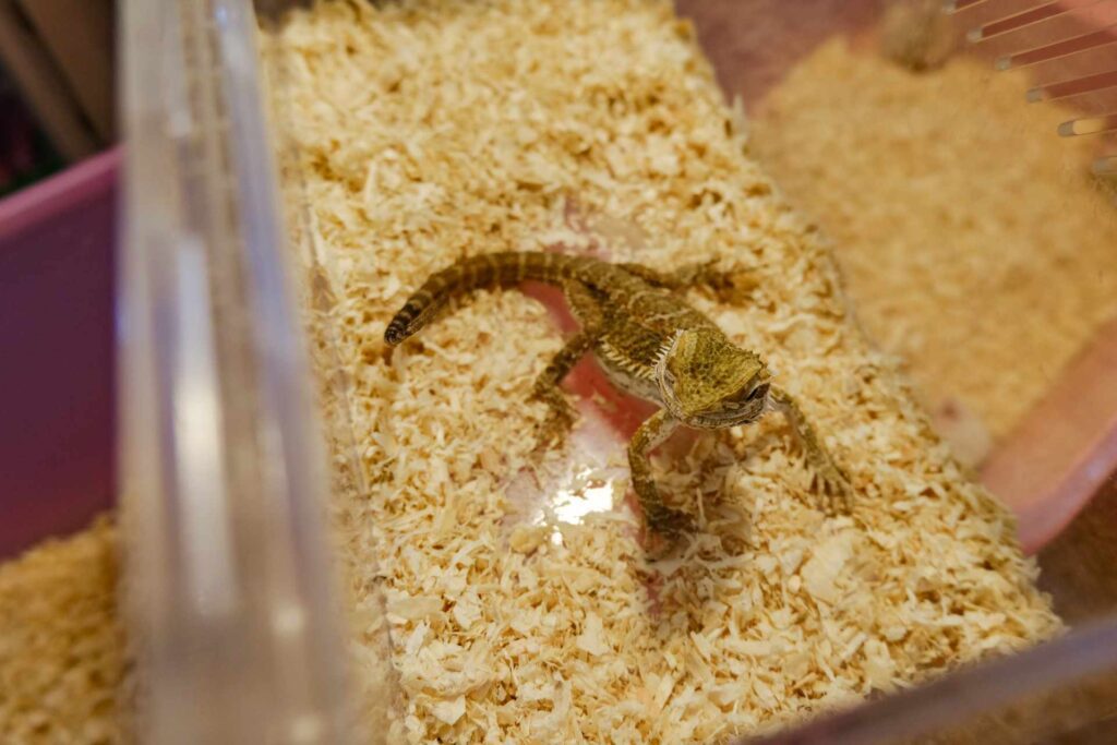 Come and see the Lizards and Geckos at the pet zone