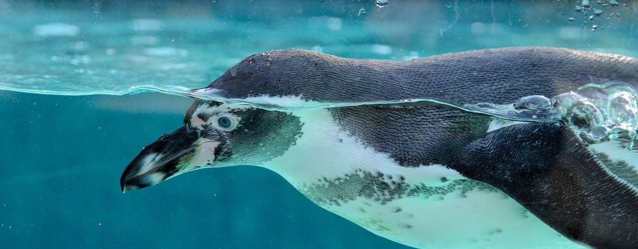 Visit an aquarium on a rainy day in Phuket